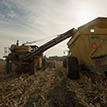 corn harvesting